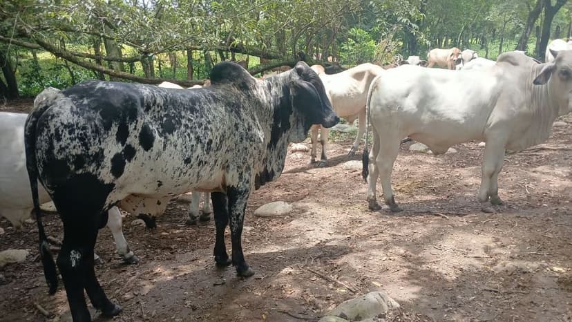 Incrocio Zebu Tori