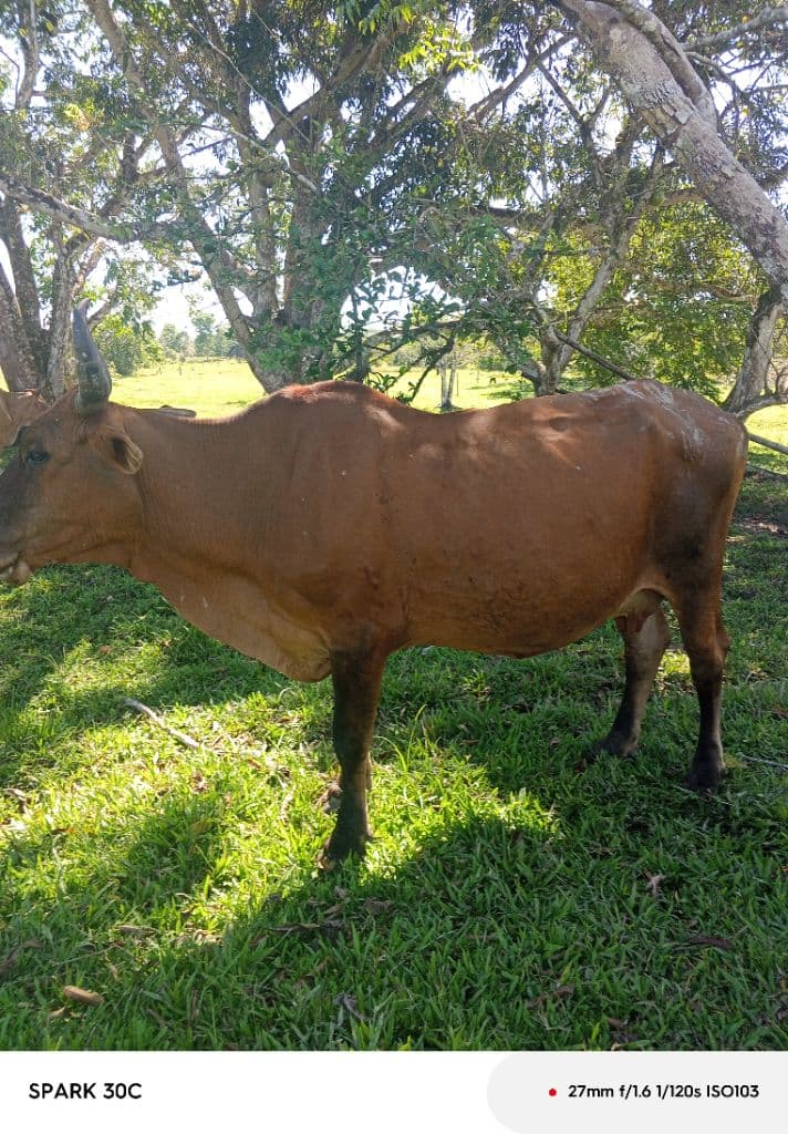 Incrocio Zebuino Vacche